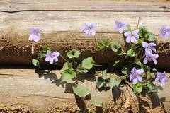 Viola grypoceras
