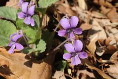 Viola phalacrocarpa