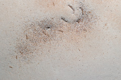 Ganoderma steyaertianum