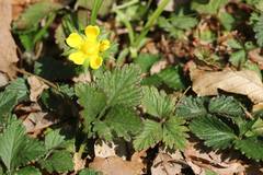 Potentilla hebiichigo