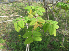 Juglans ailantifolia