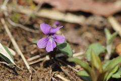 Viola phalacrocarpa