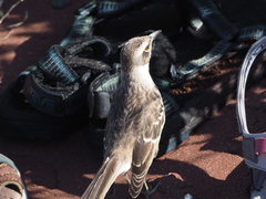 Mimus parvulus parvulus