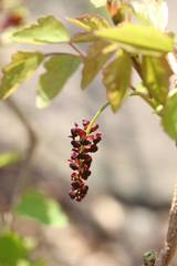 Akebia trifoliata
