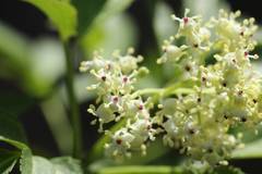 Sambucus sieboldiana