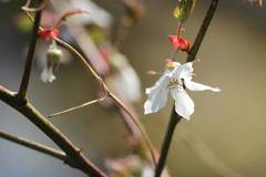 Rubus palmatus coptophyllus