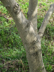 Juglans ailantifolia