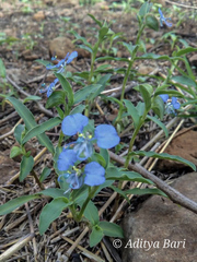 Commelina forskaolii
