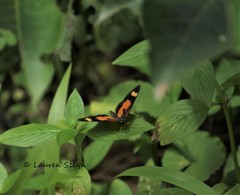 Acraea cabira