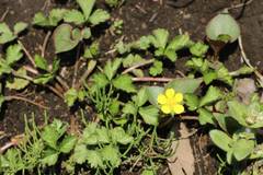 Potentilla hebiichigo