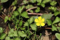 Potentilla hebiichigo