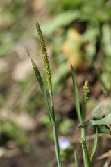 Alopecurus aequalis amurensis