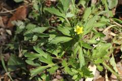 Ranunculus cantoniensis
