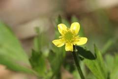 Ranunculus cantoniensis