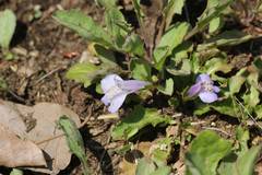 Mazus miquelii