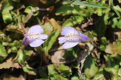 Mazus miquelii