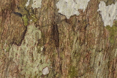 Nesomachilis