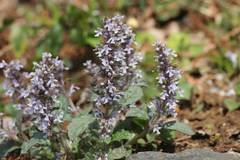 Ajuga nipponensis