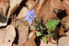 Gentiana zollingeri