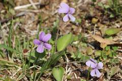 Viola phalacrocarpa