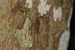 Nesomachilis