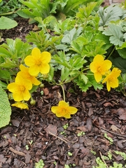 Waldsteinia