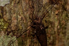 Nesomachilis