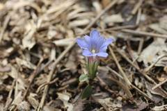 Gentiana zollingeri