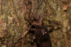Nesomachilis