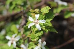 Rubus microphyllus