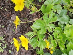 Waldsteinia
