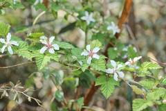 Rubus microphyllus