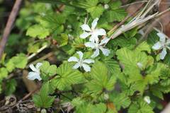 Rubus microphyllus