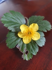 Waldsteinia