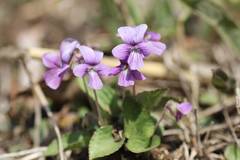 Viola phalacrocarpa
