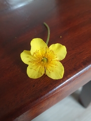 Waldsteinia