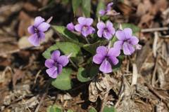 Viola phalacrocarpa