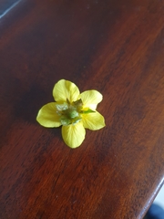 Waldsteinia