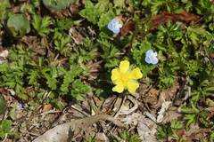 Potentilla hebiichigo