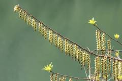 Stachyurus praecox