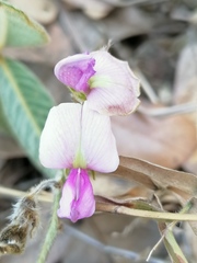 Hesperothamnus ehrenbergii