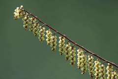 Stachyurus praecox