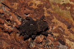 Tapinosomus exitiosus