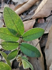Hesperothamnus ehrenbergii