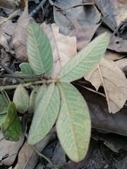 Hesperothamnus ehrenbergii
