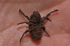 Tapinosomus exitiosus