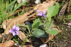 Viola philippica