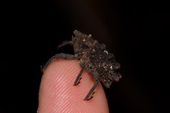 Tapinosomus exitiosus