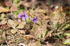 Viola inconspicua nagasakiensis