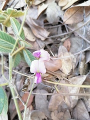 Hesperothamnus ehrenbergii